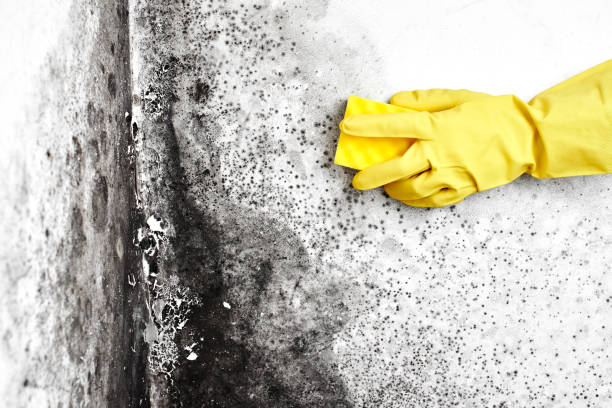 Professional Mold Prevention & Removal  in Hasbrouck Heights, NJ