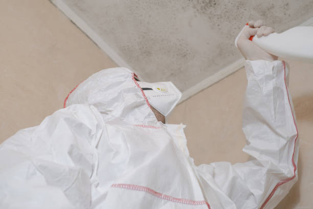 Why You Should Choose Our Mold Remediation Services in Hasbrouck Heights, NJ